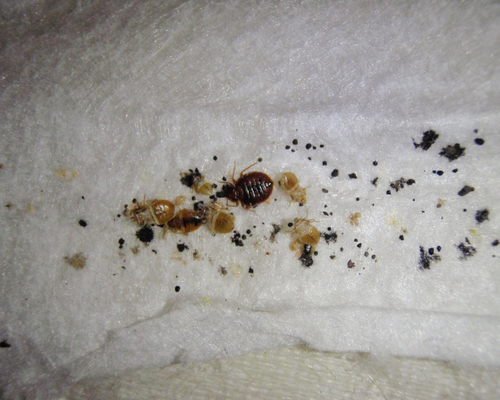 Tahta Kurusu Gözle Görülür mü?